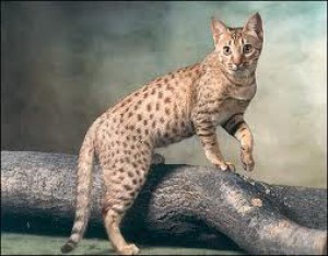 ocicat.jpeg