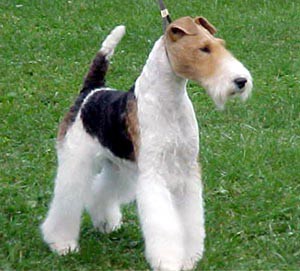 foxterier.jpg